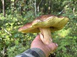 IMG_8905.thumb.JPEG.75f21af6b01fc02f64890d6332ec7b44.JPEG