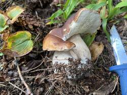 IMG_8968.thumb.JPEG.ae68e1343d5b4b603e127c7fc44bcd0f.JPEG