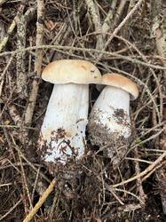 IMG_8988.thumb.JPEG.b09e68958f47a539b6eee81563c2130e.JPEG