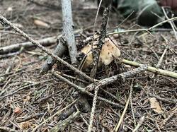 IMG_8991.thumb.JPEG.334774a2e24446cad98528fdc50b9830.JPEG