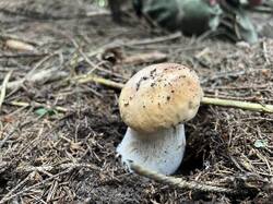 IMG_8992.thumb.JPEG.5669ed2d74a205a7e857d0209bfa9fad.JPEG