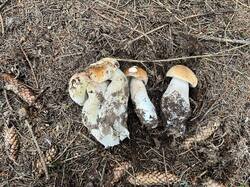 IMG_8995.thumb.JPEG.ccea8d73aae23751617d7e26e4a73823.JPEG