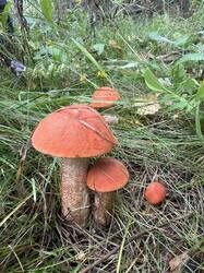 IMG_9378.jpeg