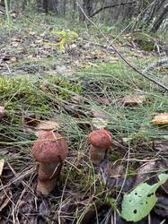 IMG_9404.jpeg