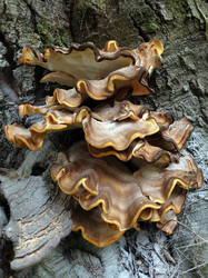 Meripilus_giganteus_AWP_20250823.thumb.JPG.8bc45ae8032c1e3c8327760204b55eb6.JPG