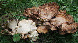 Meripilus_giganteus_AWP_20250825.thumb.JPG.68db5194b38b92d213617556a7fb138a.JPG