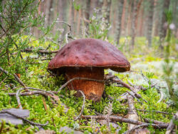 P8232196-ORF_DP.thumb.jpg.02a4dcd78b2bb708a20aa2d2026571b7.jpg