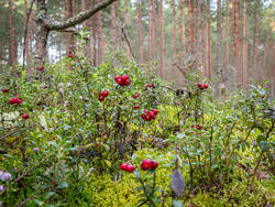 P8232204-ORF_DP.thumb.jpg.7d89b4a5ee8ed548d4f58ec406915852.jpg