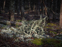 P8232210-ORF_DP.thumb.jpg.13c33a33e99bd7a13e1d1a87dbd64b96.jpg