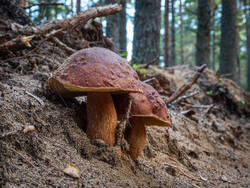P8232212-ORF_DP.thumb.jpg.55d0c572a973a7a4118213e3be1381a6.jpg
