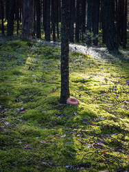 P8232217-ORF_DP.thumb.jpg.83c8f7d54918920c4be2171b135b9afe.jpg