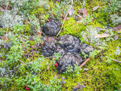 P8232219-ORF_DP.thumb.jpg.ef5a7855ee4dd6bfb4597b3022ac64bd.jpg