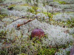 P8232226-ORF_DP.thumb.jpg.6bf72946f60883fe3f7461c8eb657a30.jpg