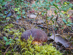 P8232229-ORF_DP.thumb.jpg.0fe165502c4e424b7e2a39b29751edfa.jpg