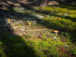 P8232230-ORF_DP.thumb.jpg.a7abee4758363a637db55740944f8611.jpg