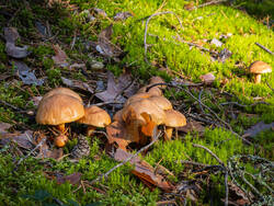 P8232233-ORF_DP.thumb.jpg.ed30d634eb24f836f00b161fca54683e.jpg