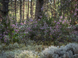 P8232240-ORF_DP.thumb.jpg.413a43a2bb574a10cda6866d73b7bd6e.jpg