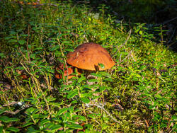 P8232244-ORF_DP.thumb.jpg.8e69e5b6ad9dab4c917e30145067f133.jpg
