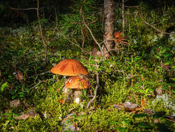 P8232246-ORF_DP.thumb.jpg.344c40f05d56055f6b8eef3685d5a7e5.jpg