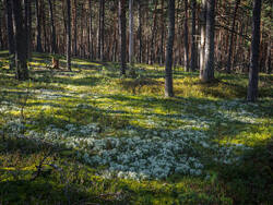 P8232252-ORF_DP.thumb.jpg.7c9d0edcf83c3549d09195d5aa872738.jpg