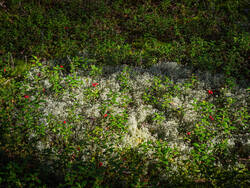 P8232253-ORF_DP.thumb.jpg.241d2e1497733abf038a4c094ba50337.jpg