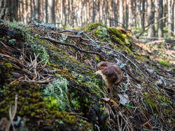 P8232254-ORF_DP.thumb.jpg.357c1ede34fa1bb13ca84e7518f87ee6.jpg