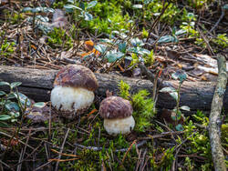 P8232258-ORF_DP.thumb.jpg.310b1892b97b9e814909bba3fa4f8464.jpg