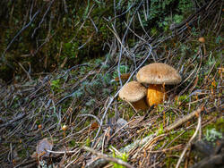 P8232260-ORF_DP.thumb.jpg.c5f4d427cb3125e84d90754f51dd217f.jpg