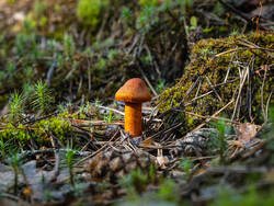 P8232261-ORF_DP.thumb.jpg.89ef3a7cab3c2c34181e923caf04c79f.jpg