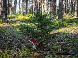 P8232263-ORF_DP.thumb.jpg.1f9adbdcca45f13268ff6a98977ade9c.jpg