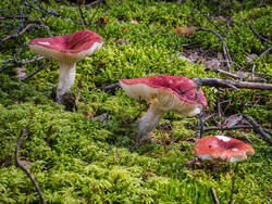 P8232264-ORF_DP.thumb.jpg.9ae3b526e2fe9222fee541a294aa3735.jpg