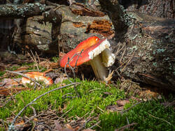 P8232265-ORF_DP.thumb.jpg.62b25ca730913f5684a72246a0c79a2a.jpg