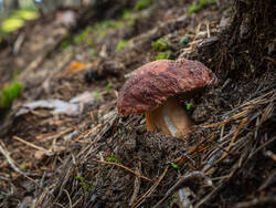 P8232267-ORF_DP.thumb.jpg.121fa4f96a86e8365957de1ae49ab064.jpg