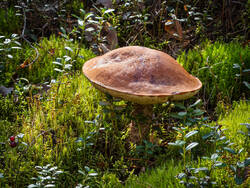 P8232270-ORF_DP.thumb.jpg.e7b75eb8a37f31ac221fb29306205e64.jpg