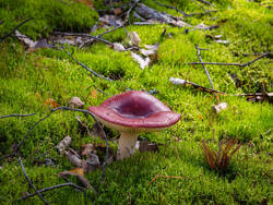 P8232275-ORF_DP.thumb.jpg.18d6d592238270fc7a506b39e10648eb.jpg
