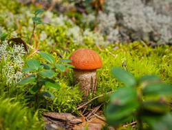 P8232278-ORF_DP.thumb.jpg.c745ff90cf339030c45df1456cc821f2.jpg