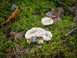 P8232280-ORF_DP.thumb.jpg.32bc0e10ebf0c4547f3a29003863ff3b.jpg