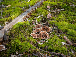 P8232282-ORF_DP.thumb.jpg.008ea27526a896a759a097542f8dbca5.jpg