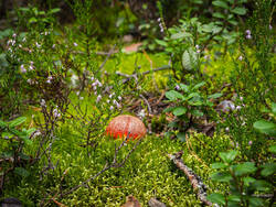 P8232286-ORF_DP.thumb.jpg.49e6694a0f5a1f9821e04371d0675975.jpg