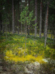 P8232289-ORF_DP.thumb.jpg.fe9dc391f6e05e74ef1d4fe6eee64aff.jpg