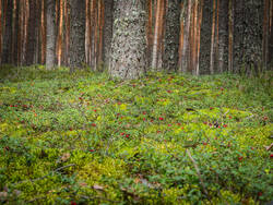 P8232293-ORF_DP.thumb.jpg.0e36e060675b2413f27879c6ecdb0df8.jpg