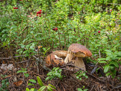 P8232296-ORF_DP.thumb.jpg.4d517dbbf88890b23b0d8df1d6e7a875.jpg