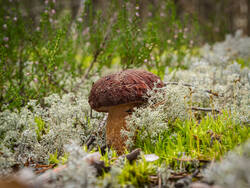 P8232299-ORF_DP.thumb.jpg.d43cb1ee9858d57173c0e949fe00dea7.jpg