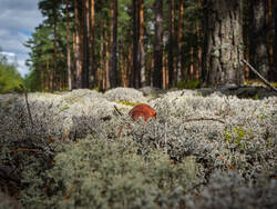 P8232301-ORF_DP.thumb.jpg.0e6a0c41594e79668cc9676f9a66a4f0.jpg