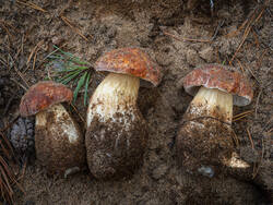 P8232307-ORF_DP.thumb.jpg.24e32a306a9362e5adbb58d83b0f0a49.jpg