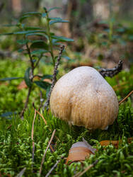 P8232318-ORF_DP.thumb.jpg.bc82e568589d44356da66c0be858a099.jpg