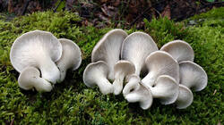 Pleurotus_pulmonarius_AWP_20250729.thumb.JPG.58dbb6ecd9654989474e7e7728ebae16.JPG