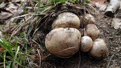 Scleroderma_citinum_AWP_20250823.thumb.JPG.4e45db9253339043219e017df62bec6f.JPG