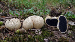 Scleroderma_citinum_AWP_202508_23.thumb.JPG.d0926baa5c91c7ac9354090f49ccf442.JPG
