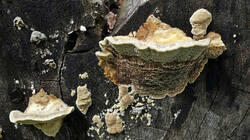 Trametes_trogii_AWP_20250729.thumb.JPG.187f327df35e511938ba5e3760c59dde.JPG